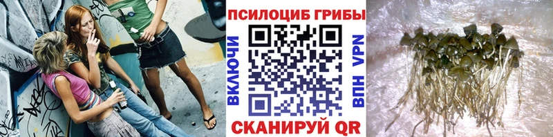 как найти закладки  KRAKEN ссылки  Псилоцибиновые грибы GOLDEN TEACHER  Махачкала 